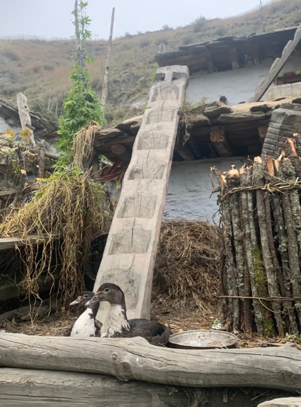Shey Phoksundo Trek