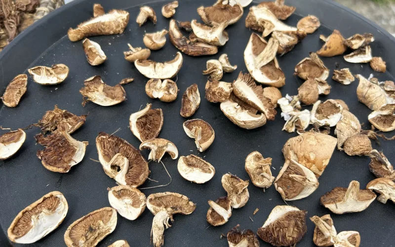 Annapurna Circuit (4)